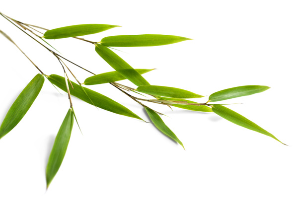 Green bamboo leaves, isolated - Photo, Image