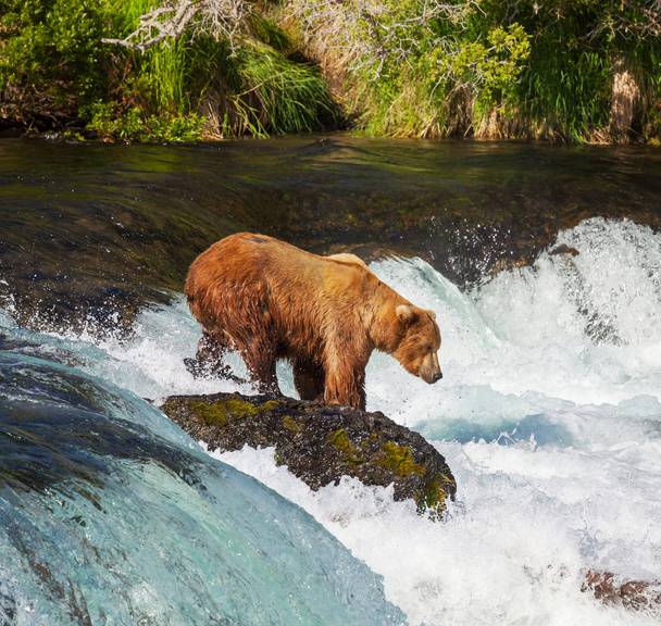 urso no Alasca
 - Foto, Imagem