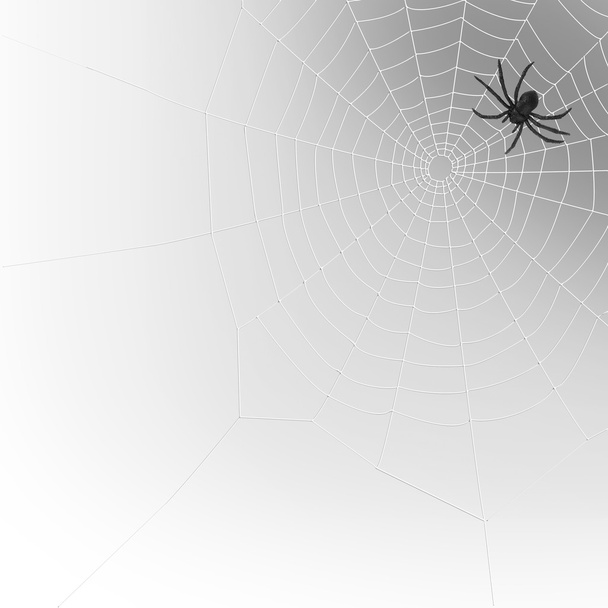 Örümcek Ağı - Fotoğraf, Görsel