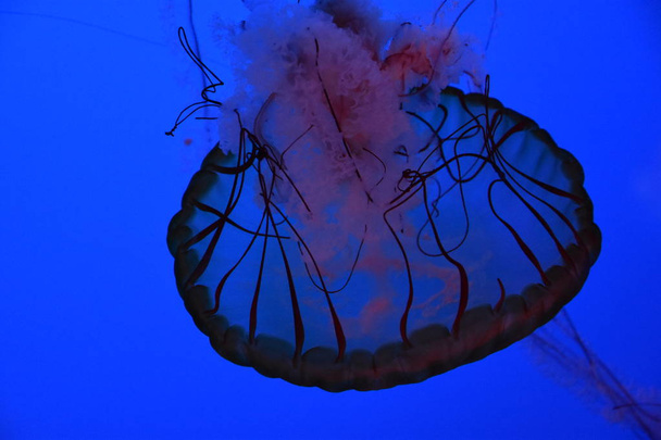 Тихоокеанская крапива
 - Фото, изображение