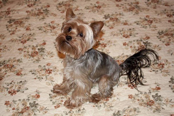 Home Yorkshire Terrier - Photo, Image