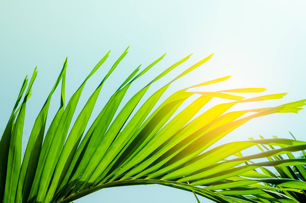Ruimte van tropische palm blad met zonlicht op hemelachtergrond kopiëren. - Foto, afbeelding