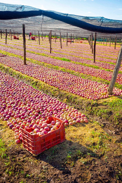 Plantación típica italiana de manzanas
 - Foto, imagen