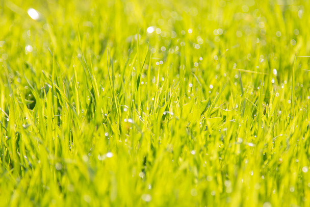 Lush green grass under the summer sun - Foto, afbeelding