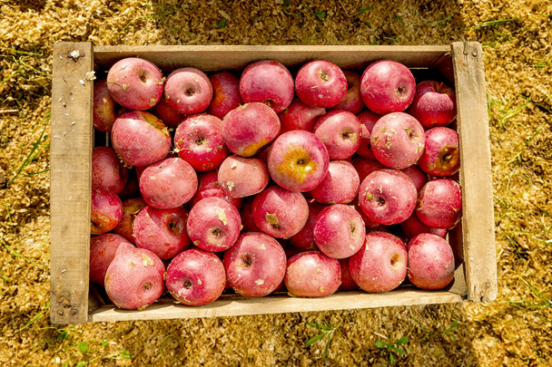 Manzanas típicas italianas en caja de madera
 - Foto, imagen