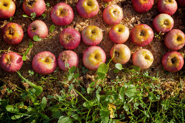 İtalyan tipik elma - Fotoğraf, Görsel
