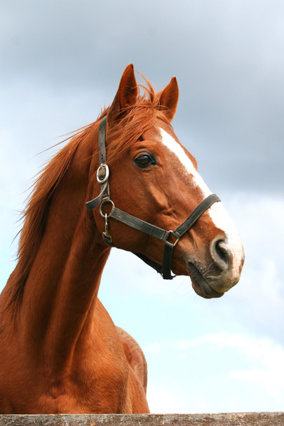 Head shot of young stallion - Photo, Image