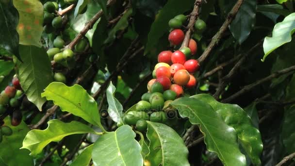 Chicchi di caffè Red Arabica nella piantagione di Jarabacoa nella Repubblica Dominicana
. - Filmati, video