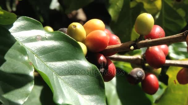Kırmızı Arabica kahve çekirdekleri plantasyon içinde Dominik Cumhuriyeti Jarabacoa. - Video, Çekim