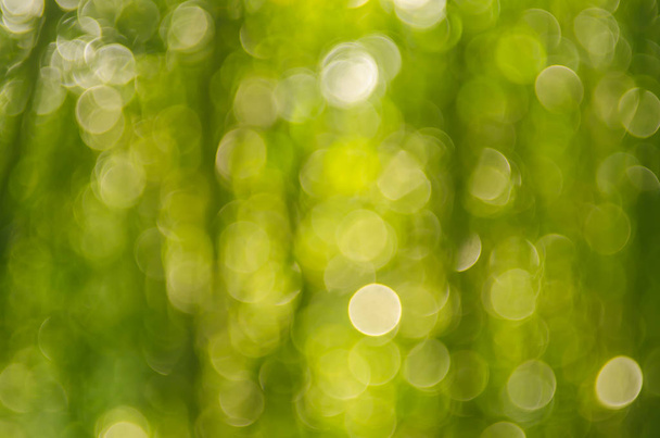 Natura zielony bokeh światło słoneczne - Zdjęcie, obraz