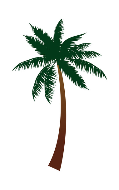 Árbol de coco
 - Vector, imagen
