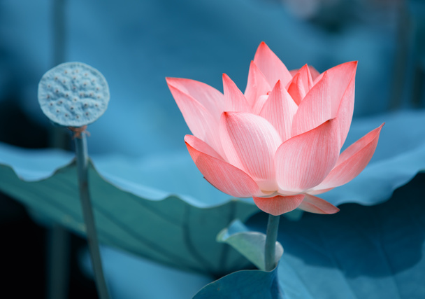 Blühende Lotusblume im Teich - Foto, Bild