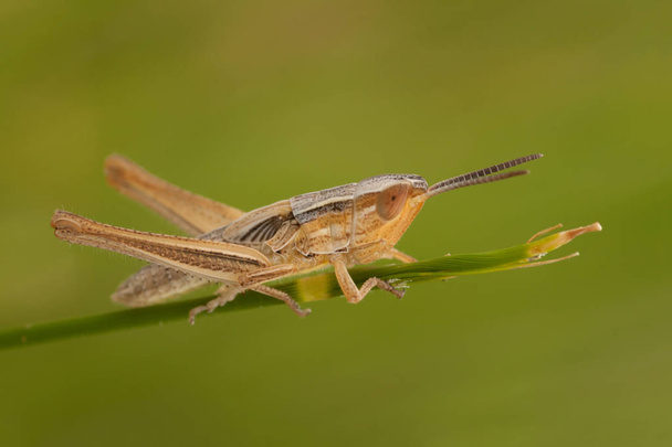 small brown grasshopper  - Photo, Image