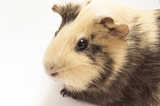 The guinea pig - Photo, Image