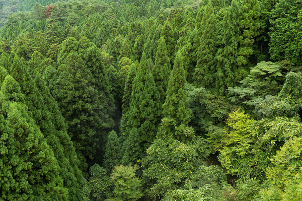 Zöld erdőben, a hegyekben  - Fotó, kép
