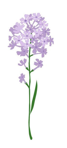 kleine paarse hyacint - Vector, afbeelding