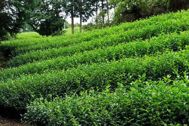 Green Tea farm  - Photo, Image