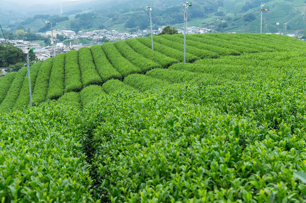 Gospodarstwo herbata w Japonii - Zdjęcie, obraz