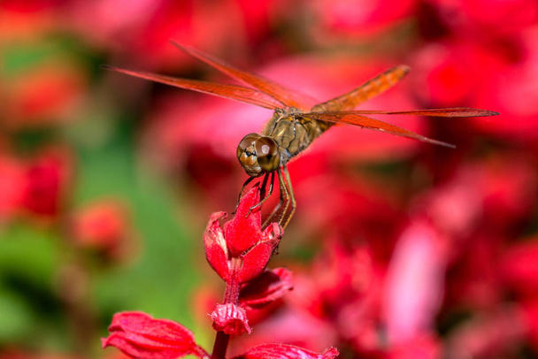 Dragonfly sitting on red flower closeup - Photo, Image