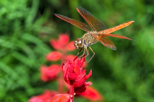 Sudenkorento punaisella kukalla closeu
 - Valokuva, kuva