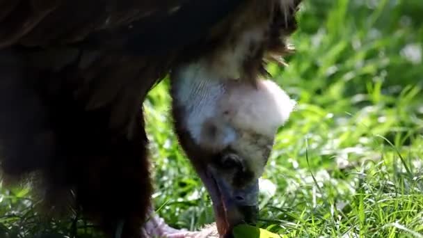 black vulture eat meat - Video, Çekim