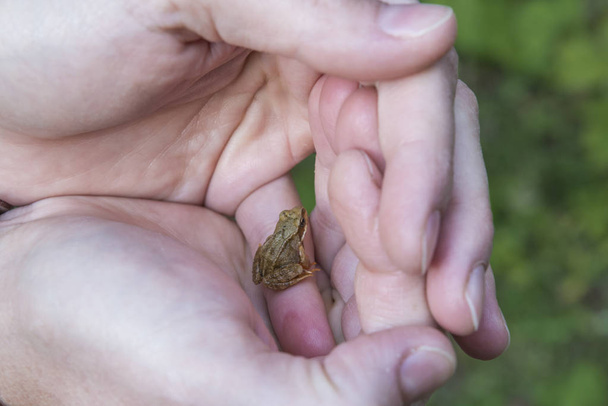 Little frog in a hand of a woman - Foto, Imagen