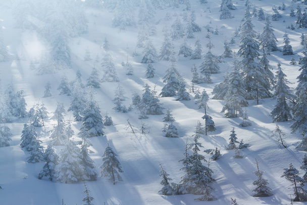 Kaunis talvimaisema lumella ja kuusilla vuorilla
 - Valokuva, kuva