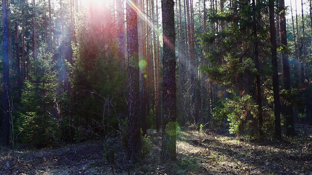 Μετακίνηση στο δάσος άνοιξη στο ηλιοβασίλεμα με αναλαμπή φακού - Πλάνα, βίντεο