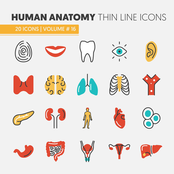 Anatómia vékony vonal vektoros ikonok beállítása az emberi és a belső szervek - Vektor, kép