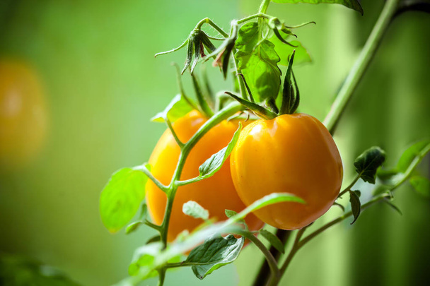 Vegetable garden with plants of yellow tomatoes - Фото, зображення