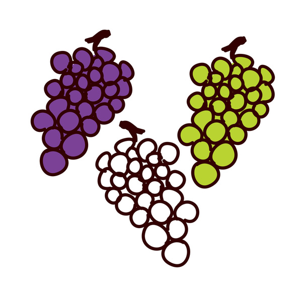 druiven - Vector, afbeelding
