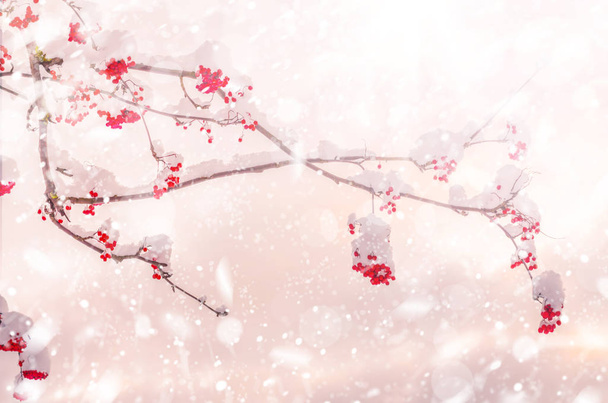 Зимова сцена природи з гілками снігу та дерев
 - Фото, зображення