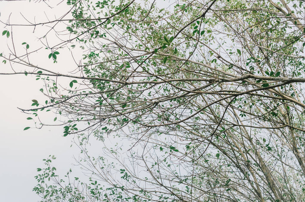 Φύση φθινοπωρινό κλαδί δέντρου στον αφηρημένο φόντο του ουρανού. - Φωτογραφία, εικόνα