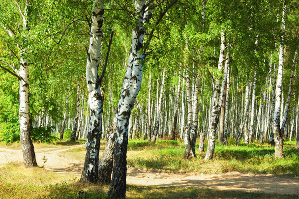summer in sunny birch forest - Foto, Bild