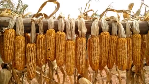 Posuňte pohled suché kukuřice visícího nad pole 4k - Záběry, video