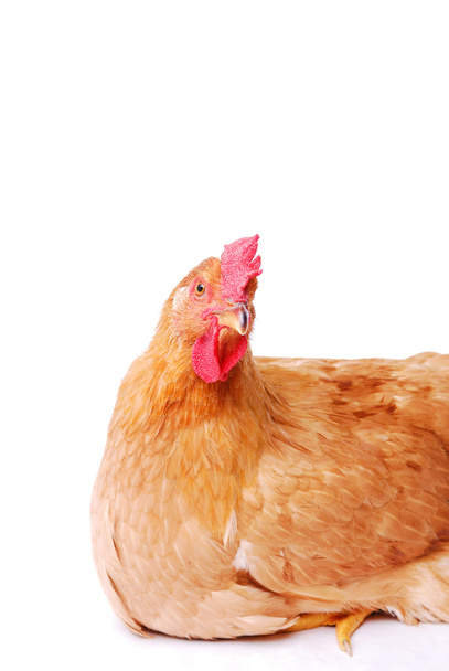 eine Henne isoliert auf weißem Hintergrund - Foto, Bild