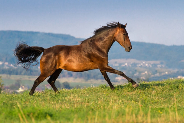 Cavallo in movimento
 - Foto, immagini