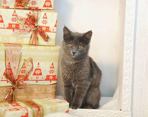 クリスマス プレゼントの中で囲炉裏のグレーのぬいぐるみ猫。クリスマスの雰囲気 - 写真・画像