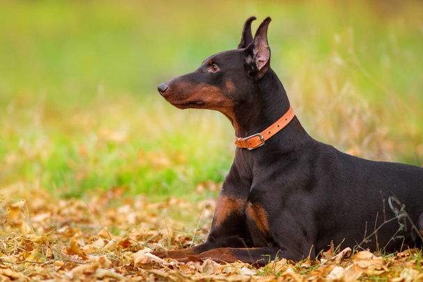 Doberman marrón perro
 - Foto, imagen