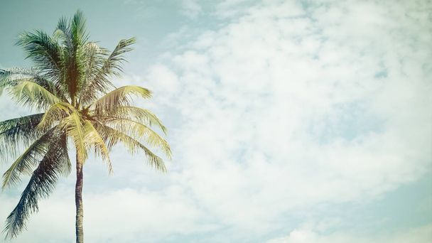 Kopieer ruimte van tropische palmboom met zonlicht op hemel achtergrond. - Foto, afbeelding