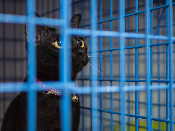 einsame Katze im Käfig - Foto, Bild