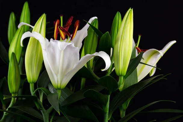 Květiny bílé lilie - Fotografie, Obrázek