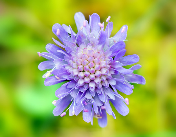 Blue flower - Photo, image