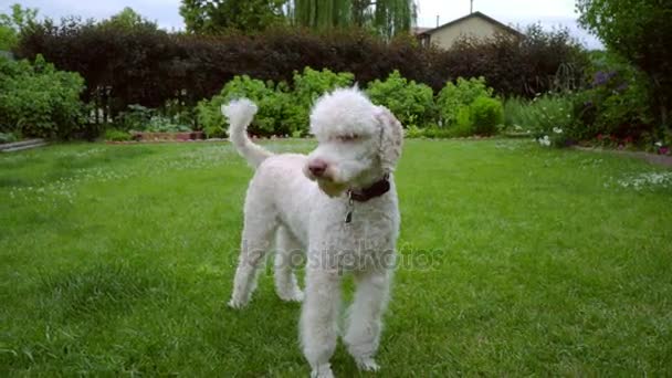 Uszkár kutya rázza meg zöld gyep. Aranyos állat kutya rázza. Fehér pet játék - Felvétel, videó