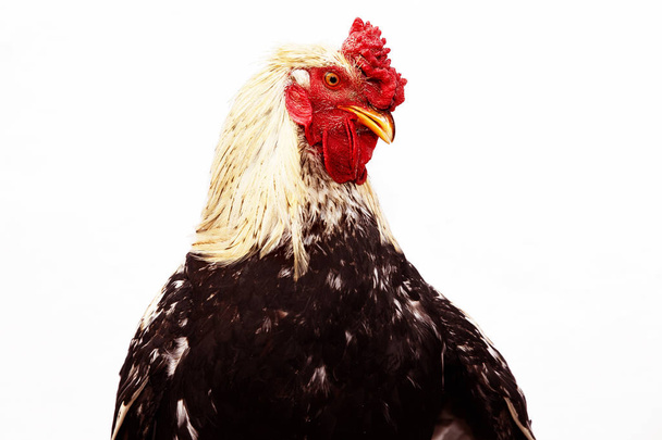 gallo, símbolo de 2017 en el calendario oriental
. - Foto, imagen