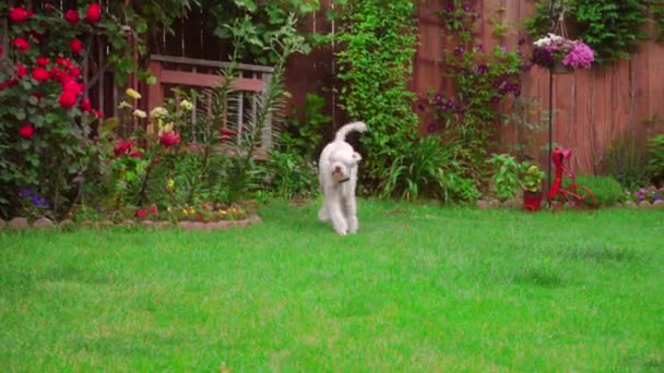 Speelse hond met gras. Witte poedel buiten spelen. Mooie huisdier opleiding - Video