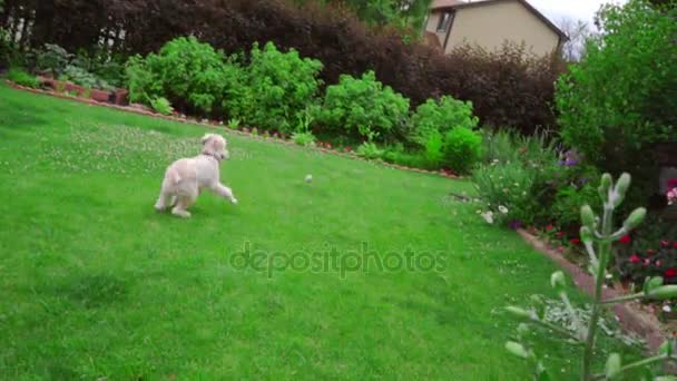 Hundespielzeug. Ein Mann wirft einen Tennisball. Hund spielt Ball - Filmmaterial, Video
