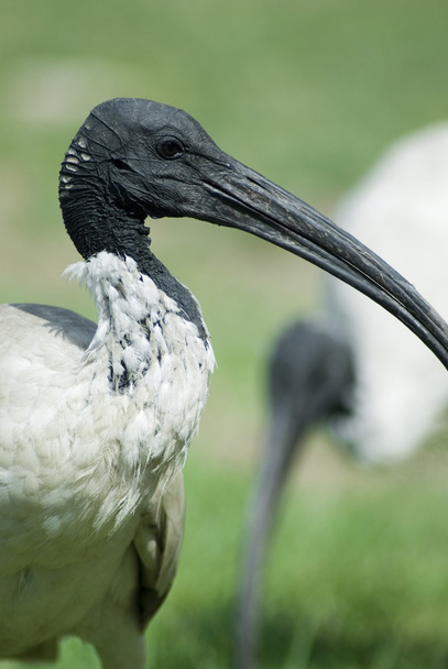 Australian white ibis - Foto, afbeelding