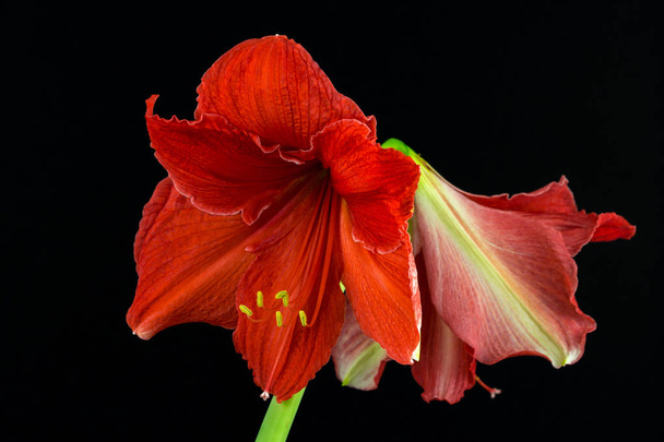 Flor amarílica vermelha
 - Foto, Imagem