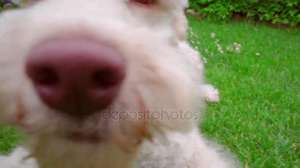 Παιχνιδιάρης σκύλος τρώει χόρτο. Κοντινό πλάνο του λευκού σκύλου βλέπουν φωτογραφική μηχανή. - Πλάνα, βίντεο